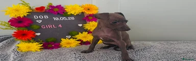Italian Greyhound 7