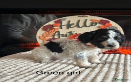Cocker Spaniel dogs for sale: Cocker spaniel merle puppies - Image 8
