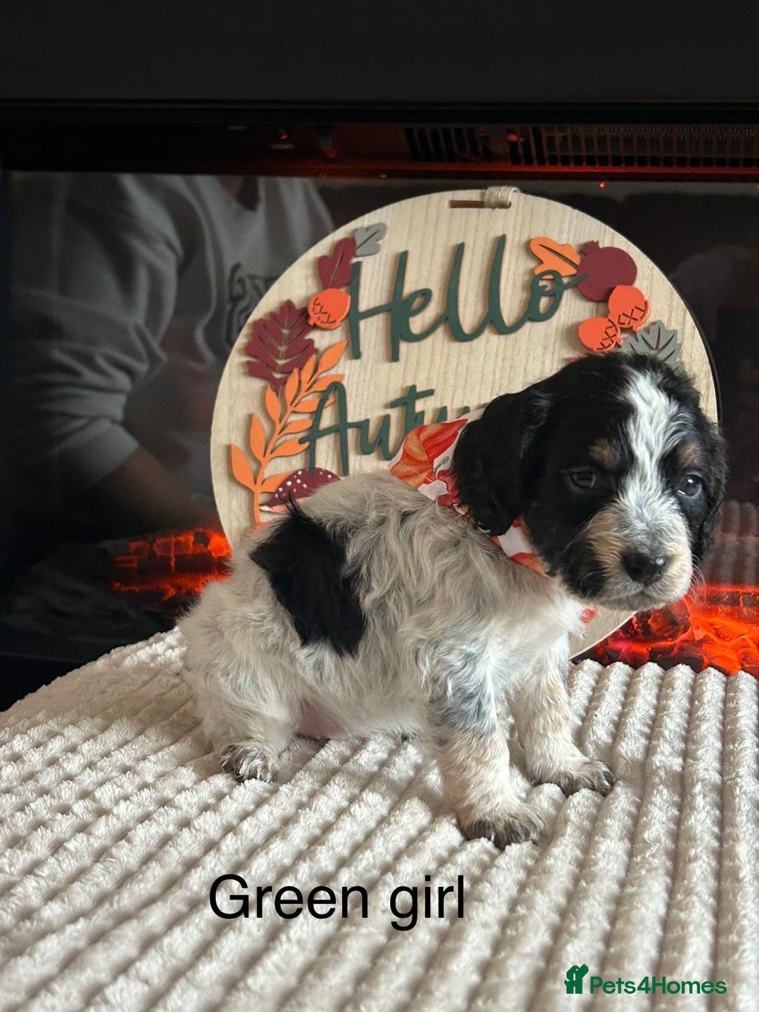 Cocker Spaniel dogs for sale: Cocker spaniel merle puppies - Image 8