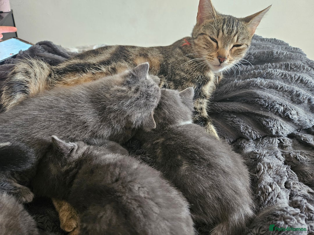Mixed Breed cats for sale: My little bundle of joy  - Image 4