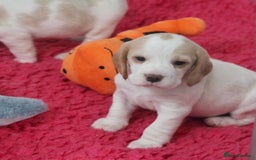 Beagle dogs for sale: CHUNKY BEAGLE PUPPIES - Image 2