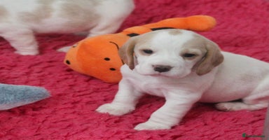 Beagle dogs - Advert 3