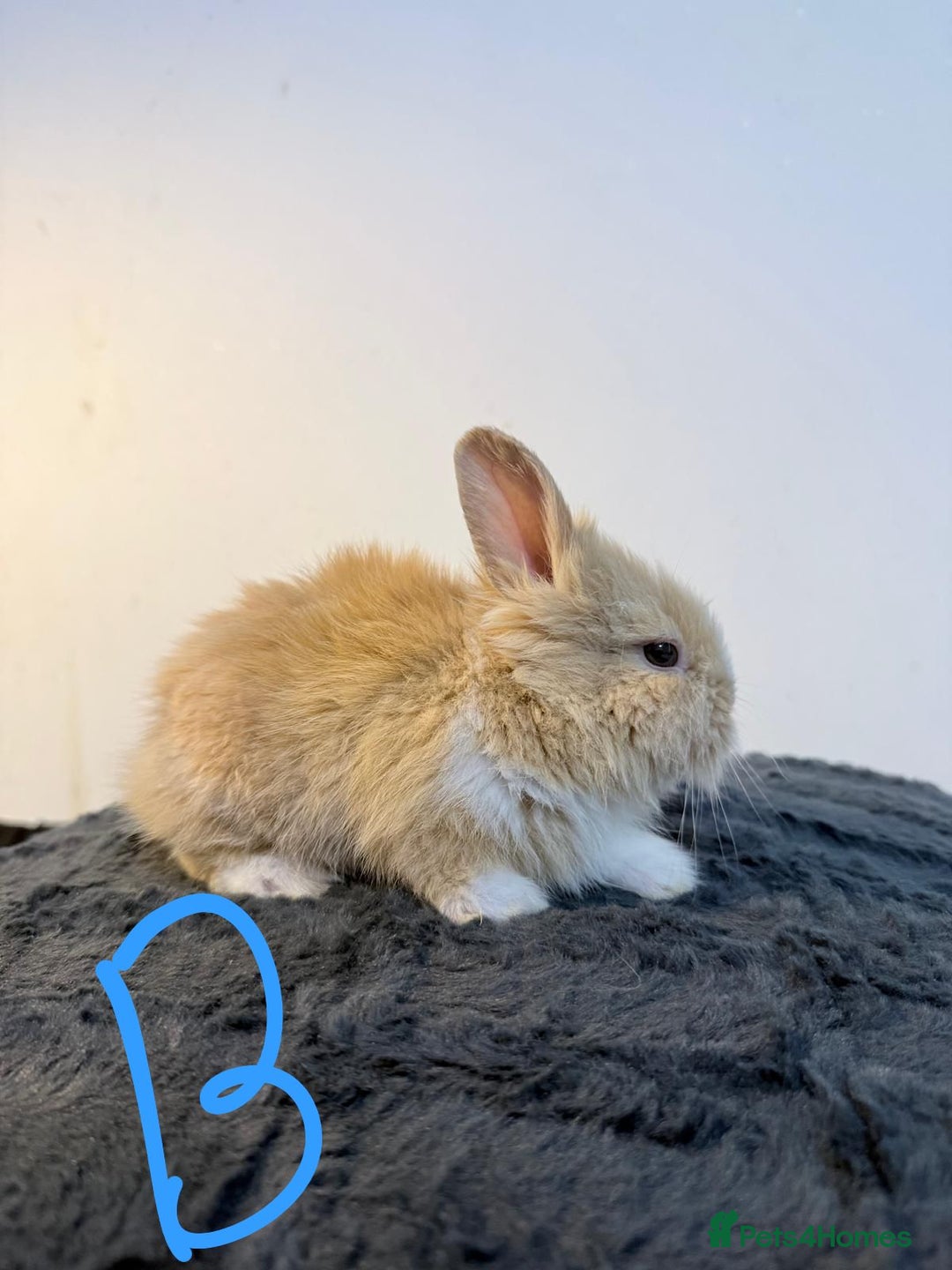 Lionhead rabbits for sale: Very beautiful - Double Mained lionhead babies. - Advert 8