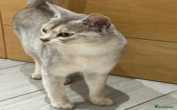 Abyssinian cats for sale: Ready to go TODAY! Delivery ✅ Neutered ✅ - Image 5