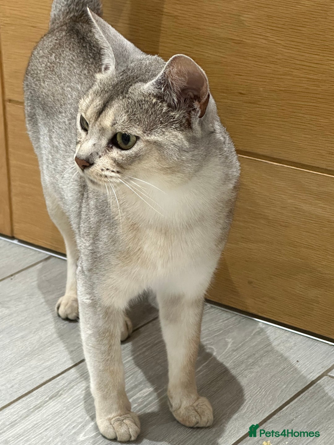 Abyssinian cats for sale: Ready to go TODAY! Delivery ✅ Neutered ✅ - Image 5