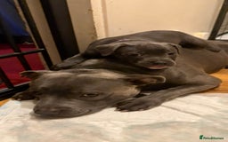 Staffordshire Bull Terrier dogs for sale: Lovely kc reg Staffordshire bull terrier puppies  - Image 22