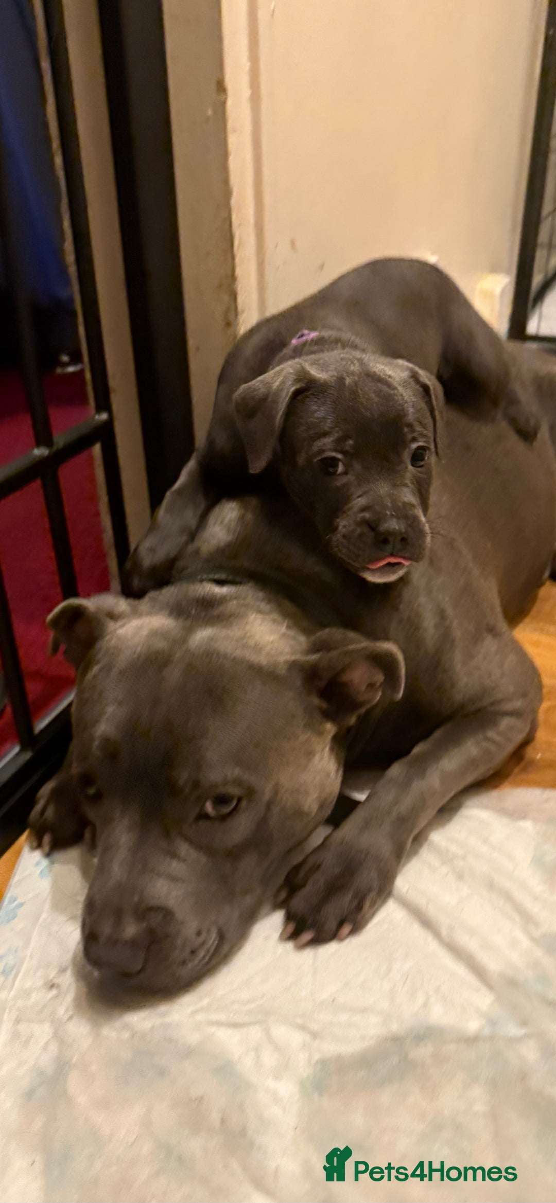 Staffordshire Bull Terrier dogs for sale: Lovely kc reg Staffordshire bull terrier puppies  - Image 22