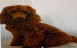 Cavapoo dogs for sale: F1B Deep Fox Red High Quality DNA Clear Puppy  - Image 19