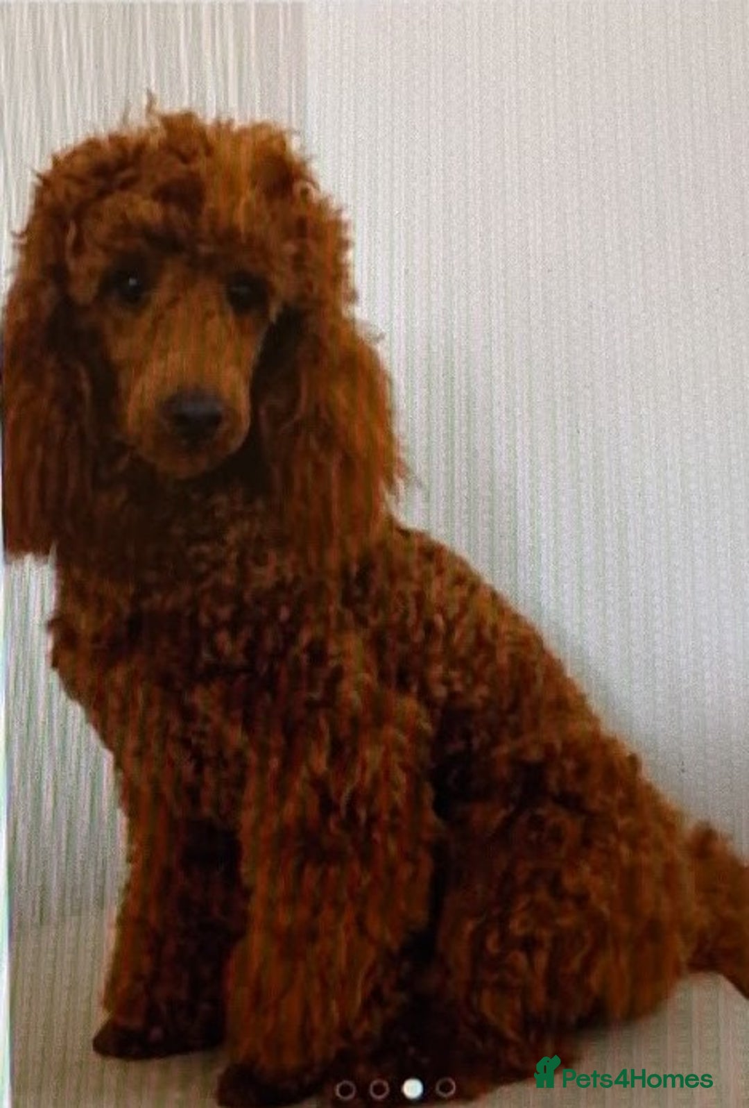 Cavapoo dogs for sale: F1B Deep Fox Red High Quality DNA Clear Puppy  - Image 19