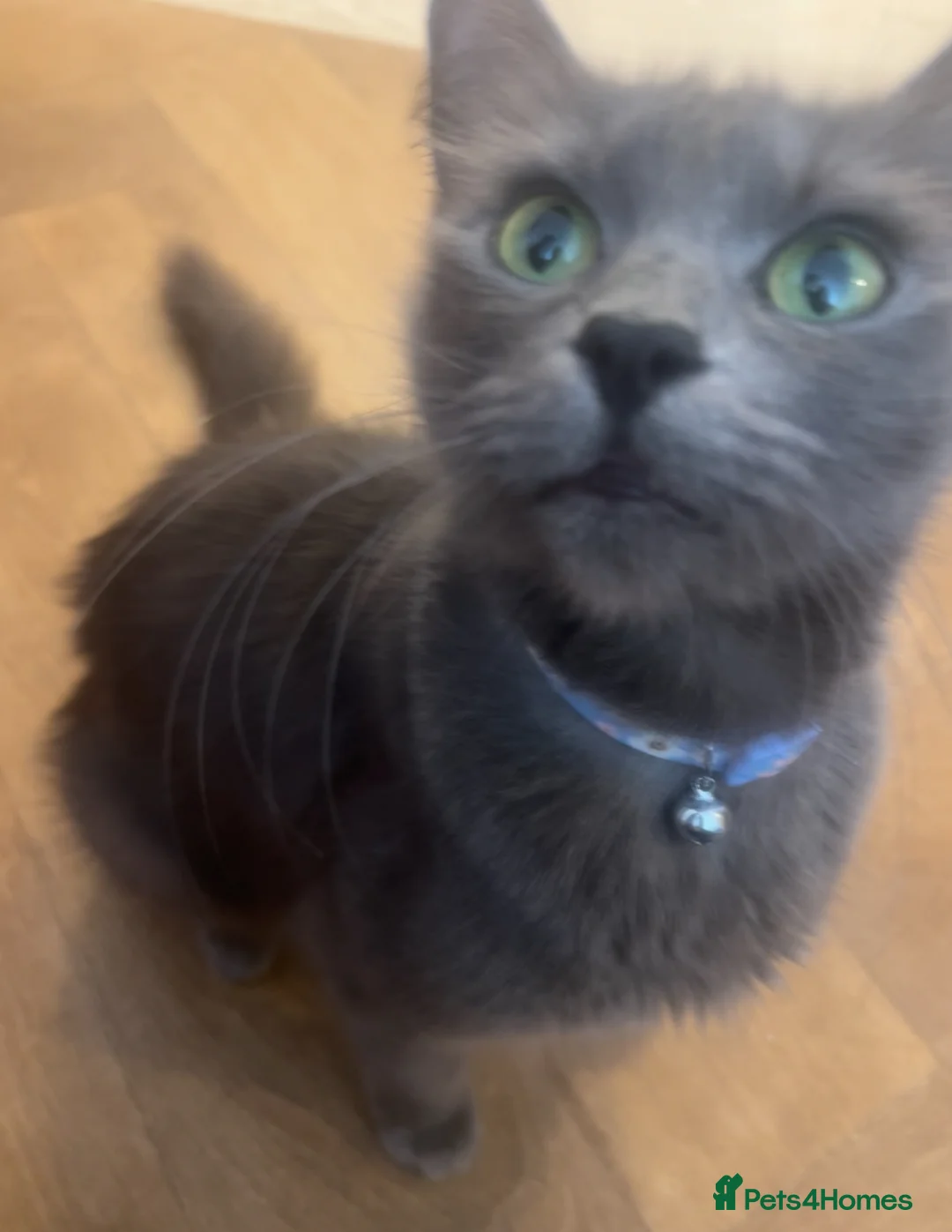 Nebelung cats for sale: Beautiful long haired kittens  - Advert 1