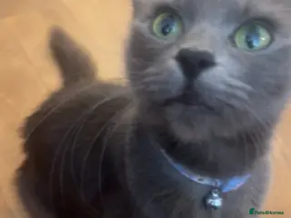 Nebelung cats Beautiful long haired kittens - Advert 6