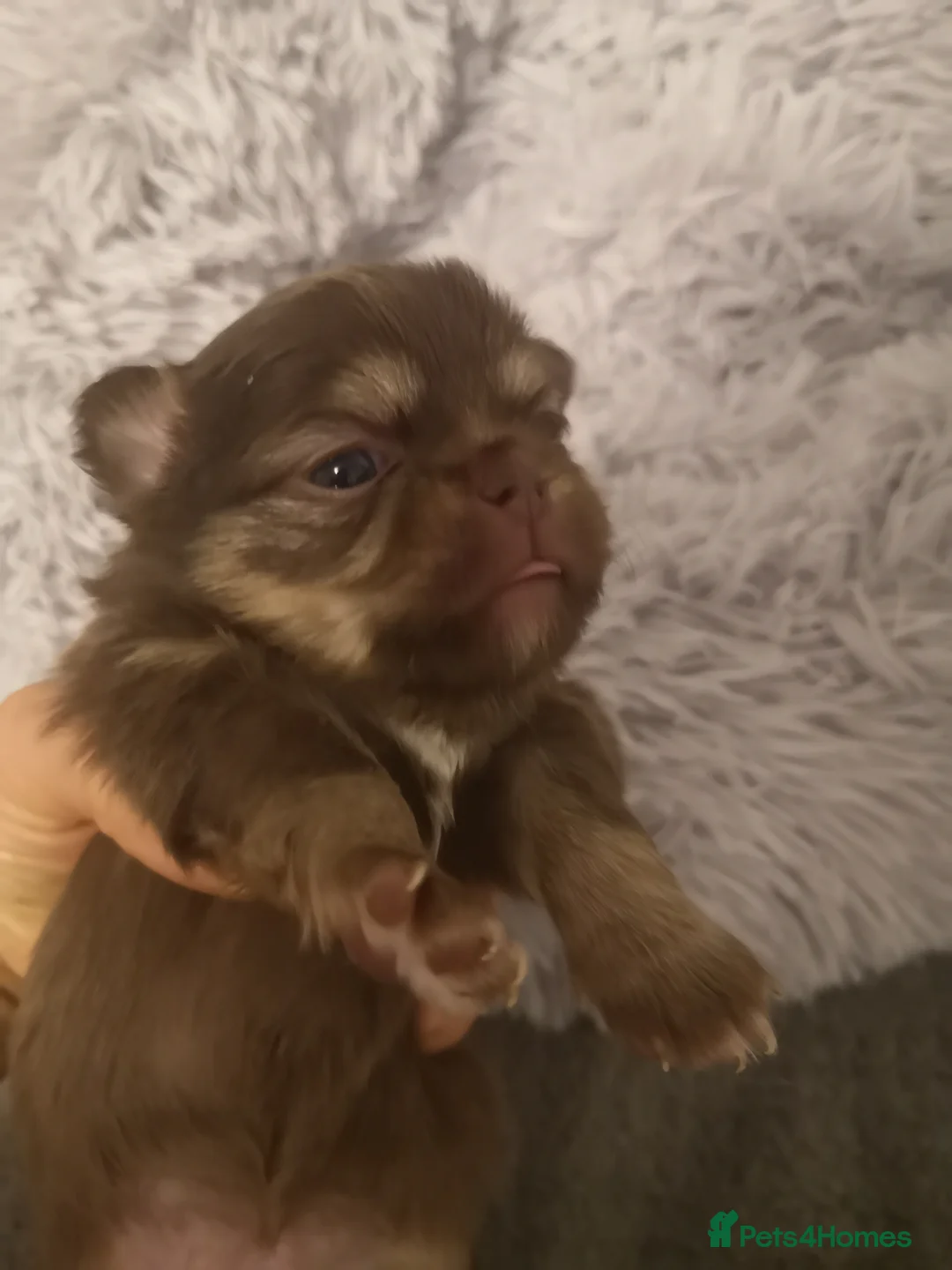 Chihuahua dogs for sale: Long haired chihuahua puppies - Advert 12