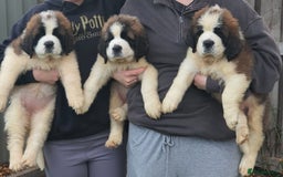 Saint Bernard dogs for sale: Full-Sized Saint Bernards - Image 4