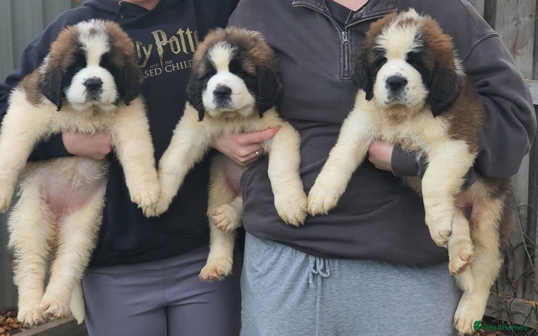 Saint Bernard dogs for sale: Full-Sized Saint Bernards - Image 4