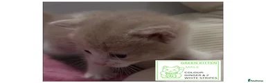 4. GREEN KITTEN LABEL
