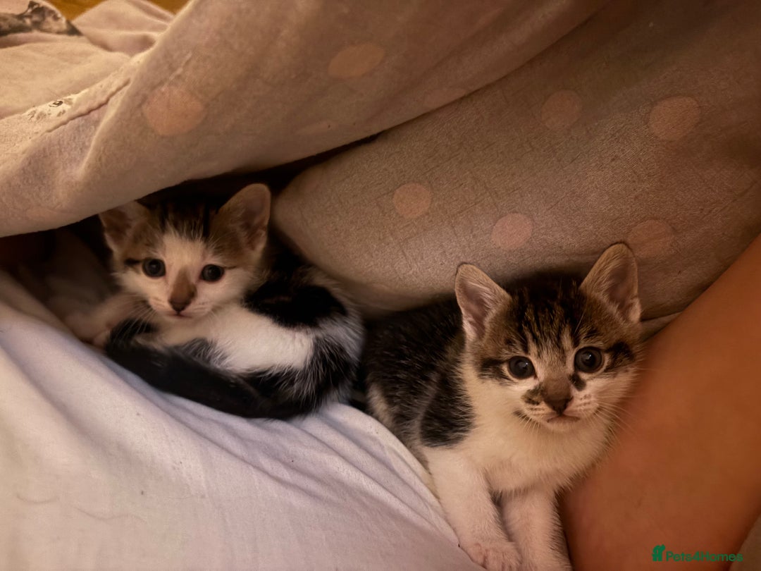 Mixed Breed cats for sale: Kittens - Image 6