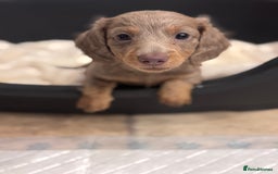 Miniature Dachshund dogs for sale: Gorgeous Miniature Daschunds  - Image 19