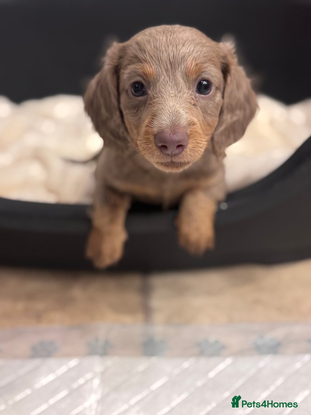 Miniature Dachshund dogs for sale: Gorgeous Miniature Daschunds  - Image 19