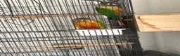 Conures birds for sale: Green cheek conures  - Advert 5