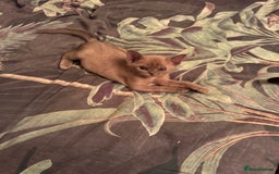 Burmese cats for sale: Burmese Kittens For Sale - Advert 15