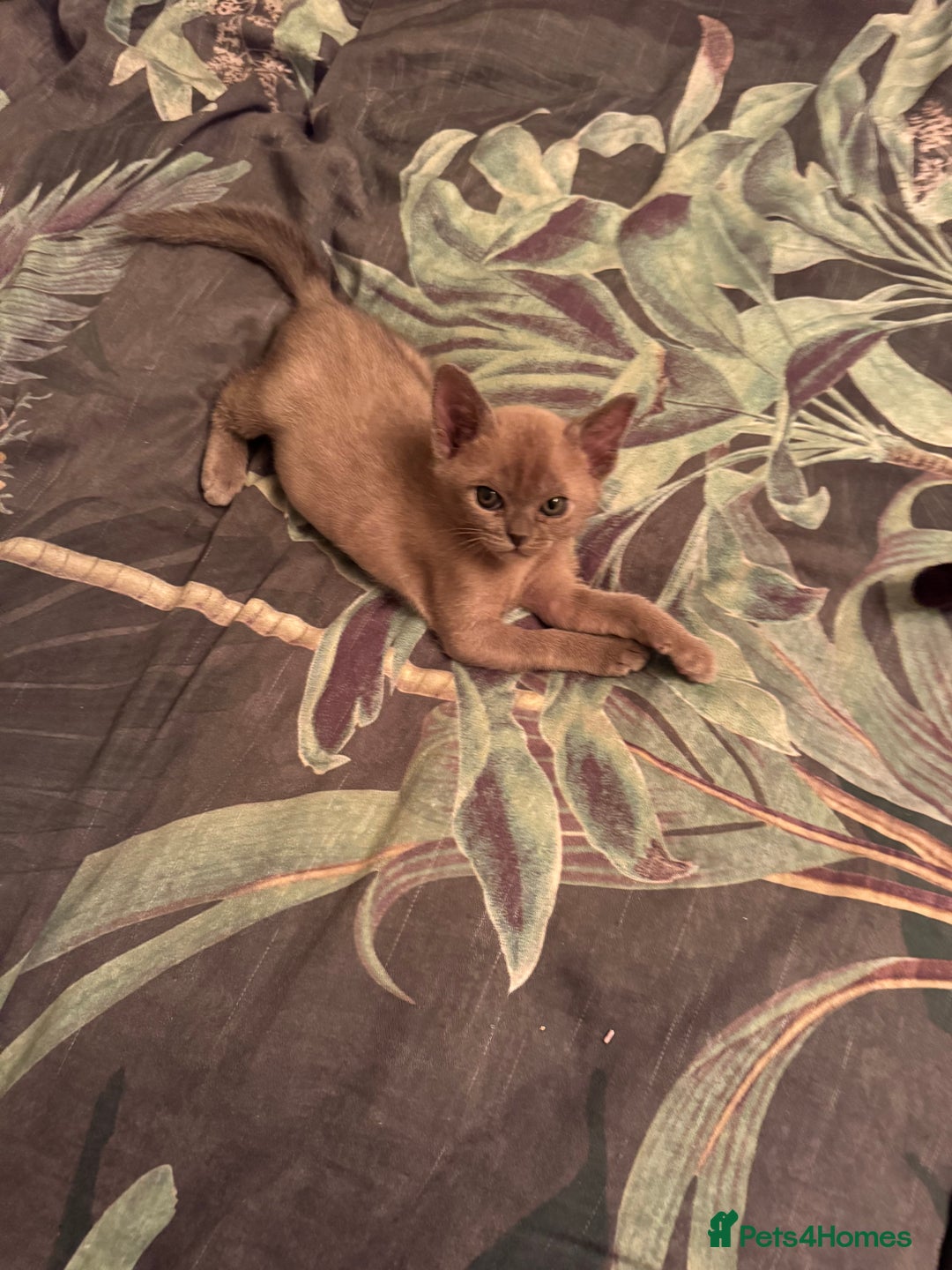 Burmese cats for sale: Burmese Kittens For Sale - Advert 15