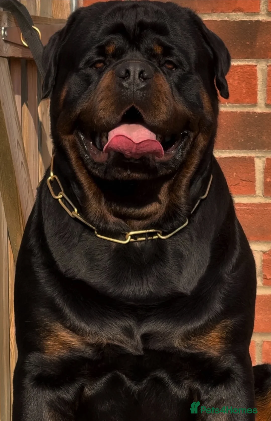 Rottweiler dogs for stud: HUGE HEALTH TESTED STUD - 0/0 hips 0/0 elbows in Bedford - Advert 3