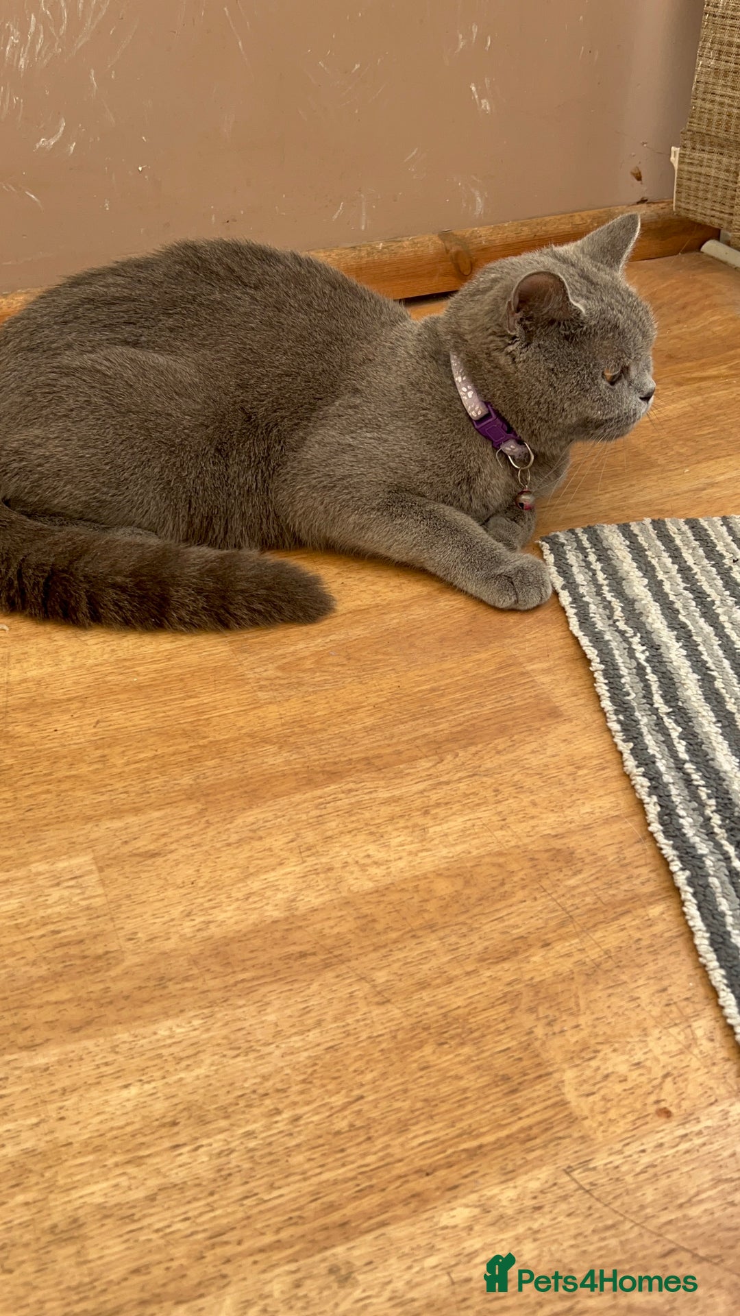 British Shorthair cats for sale: 3 Beautiful British ShortHair Cats - Image 6