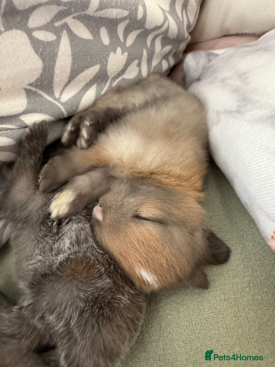 Rex rabbits for sale: Gorgeous bunnies, all males  - Image 5