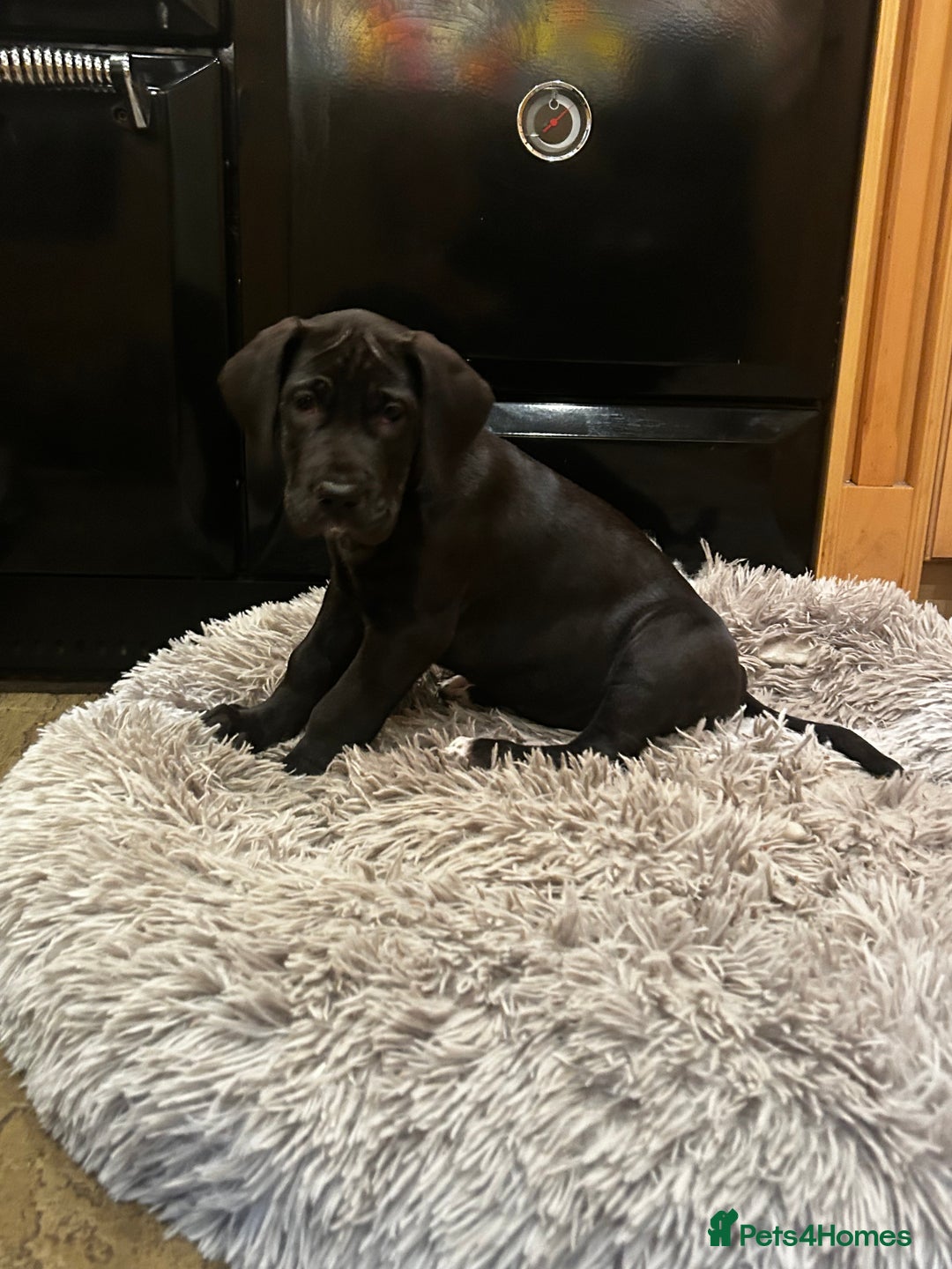 Great Dane dogs for sale: READY NOW… 3 BLACK GIRLS AVAILABLE  - Advert 2