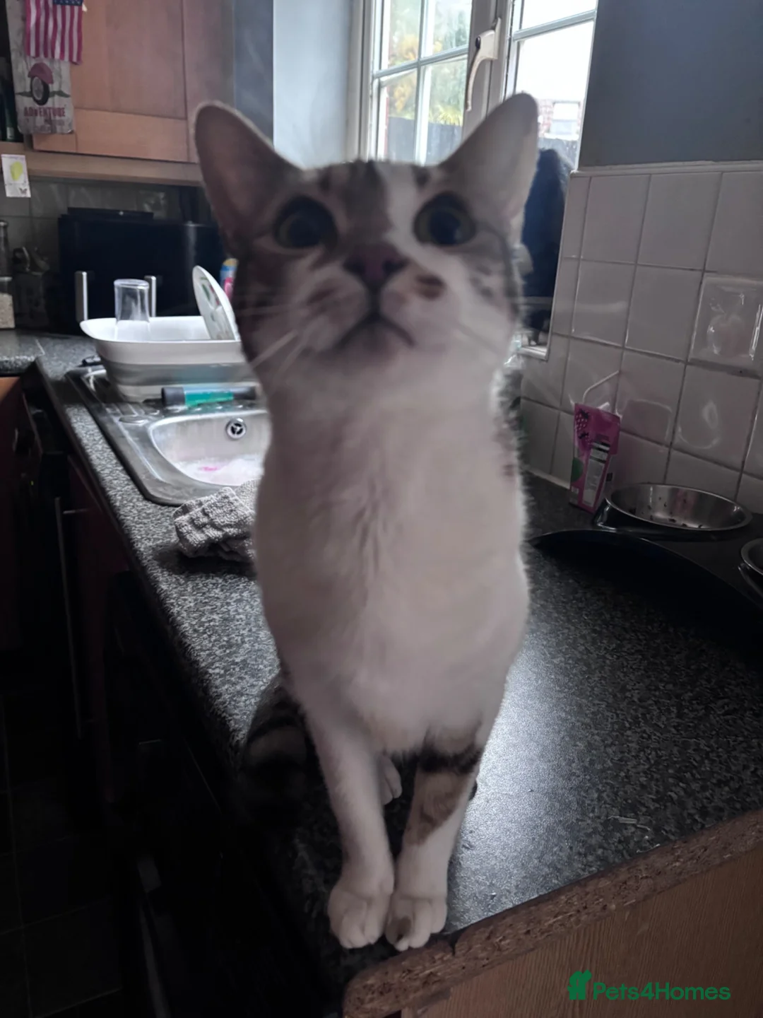 Mixed Breed cats for sale: Tabby x  in Norwich - Advert 1