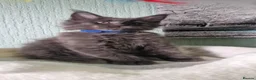 Maine Coon cats for sale: TICA REGISTERED MAINE COON KITTENS - Advert 27