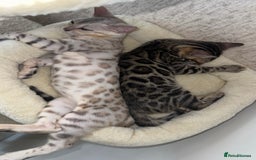 Bengal cats for sale: Female bengal 7 months  - Advert 4