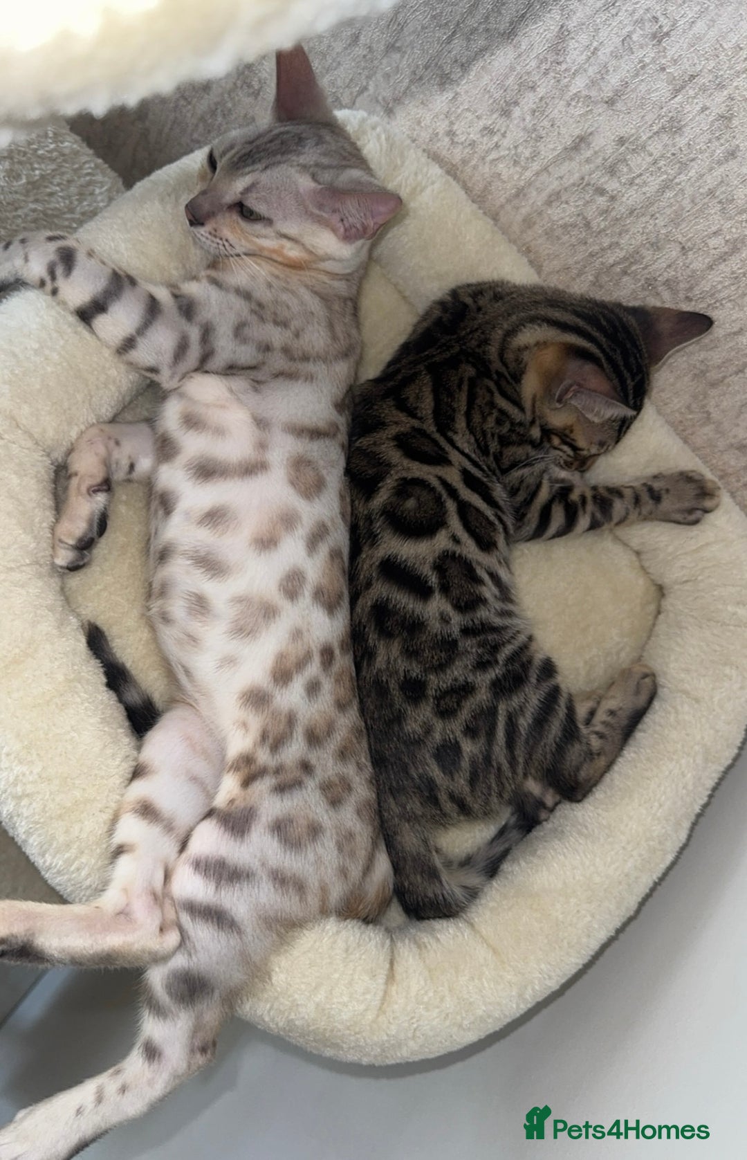 Bengal cats for sale: Female bengal 7 months  - Advert 4