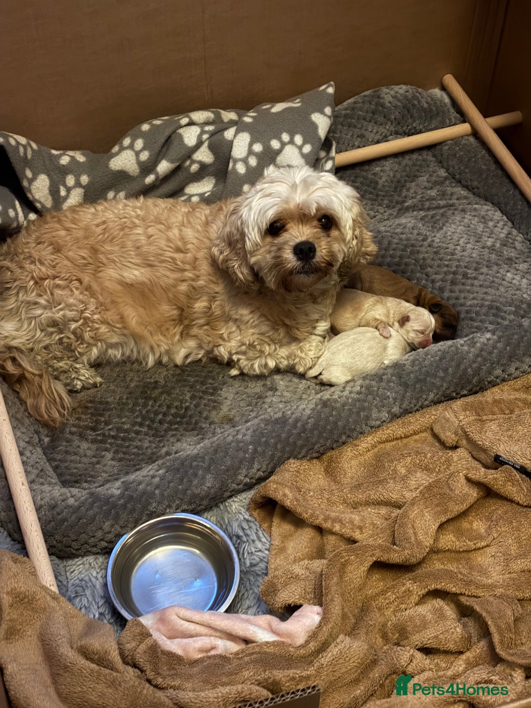 Mixed Breed dogs for sale: Cavachon x Chihuahua / healthy pups - Advert 7