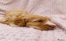 Cockapoo dogs for sale: Miniature cockapoos - Image 9