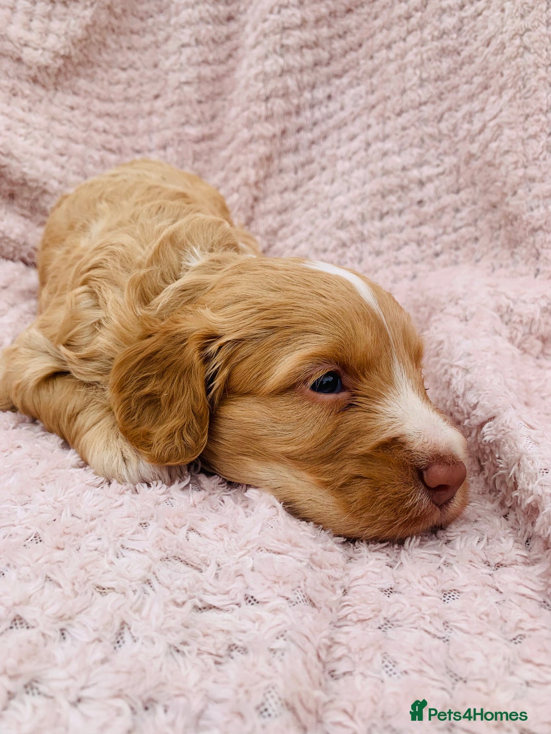 Cockapoo dogs for sale: Miniature cockapoos - Image 9