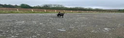 Cane Corso dogs for stud: PROVEN! Caesar the cane corso - Advert 6