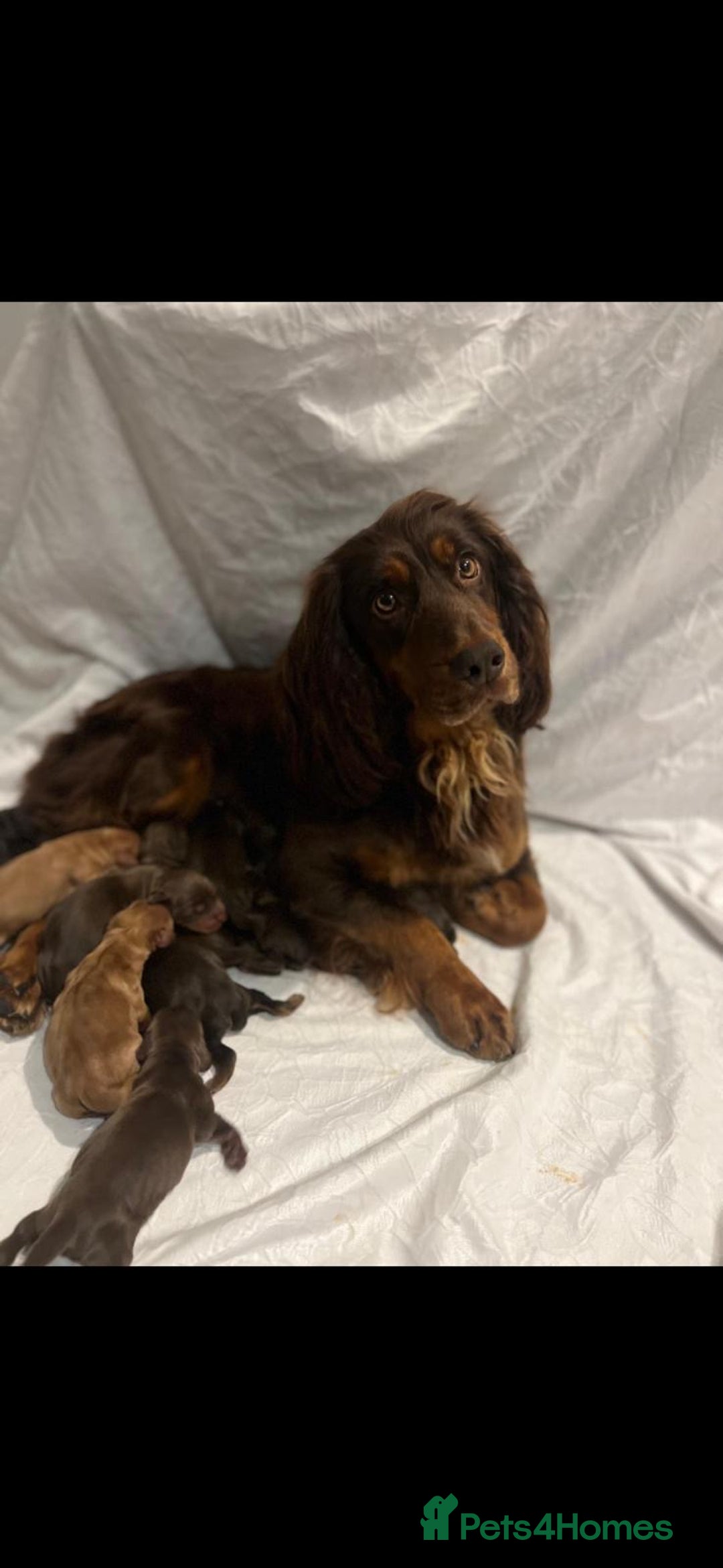 Cocker Spaniel dogs for sale: Chocolate cocker spaniel puppies ❤️ - Advert 2