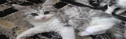 British Shorthair cats for sale: Mixed short hair british  - Advert 7