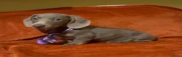 Dachshund dogs for sale: Reg miniature smooth daschunds  - Advert 2