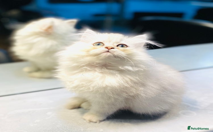 Persian cats Persian Chinchilla silver shadow 🧢 - Advert 5