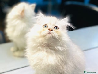 Persian cats Persian Chinchilla silver shadow 🧢 - Advert 4