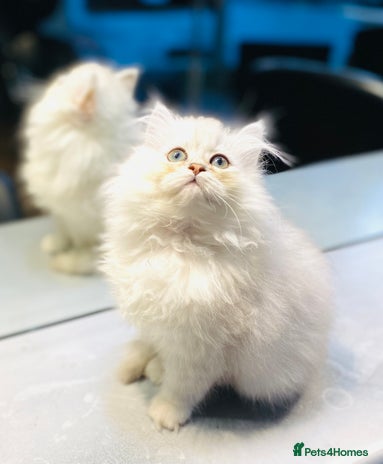 Persian cats Persian Chinchilla silver shadow 🧢 - Advert 1