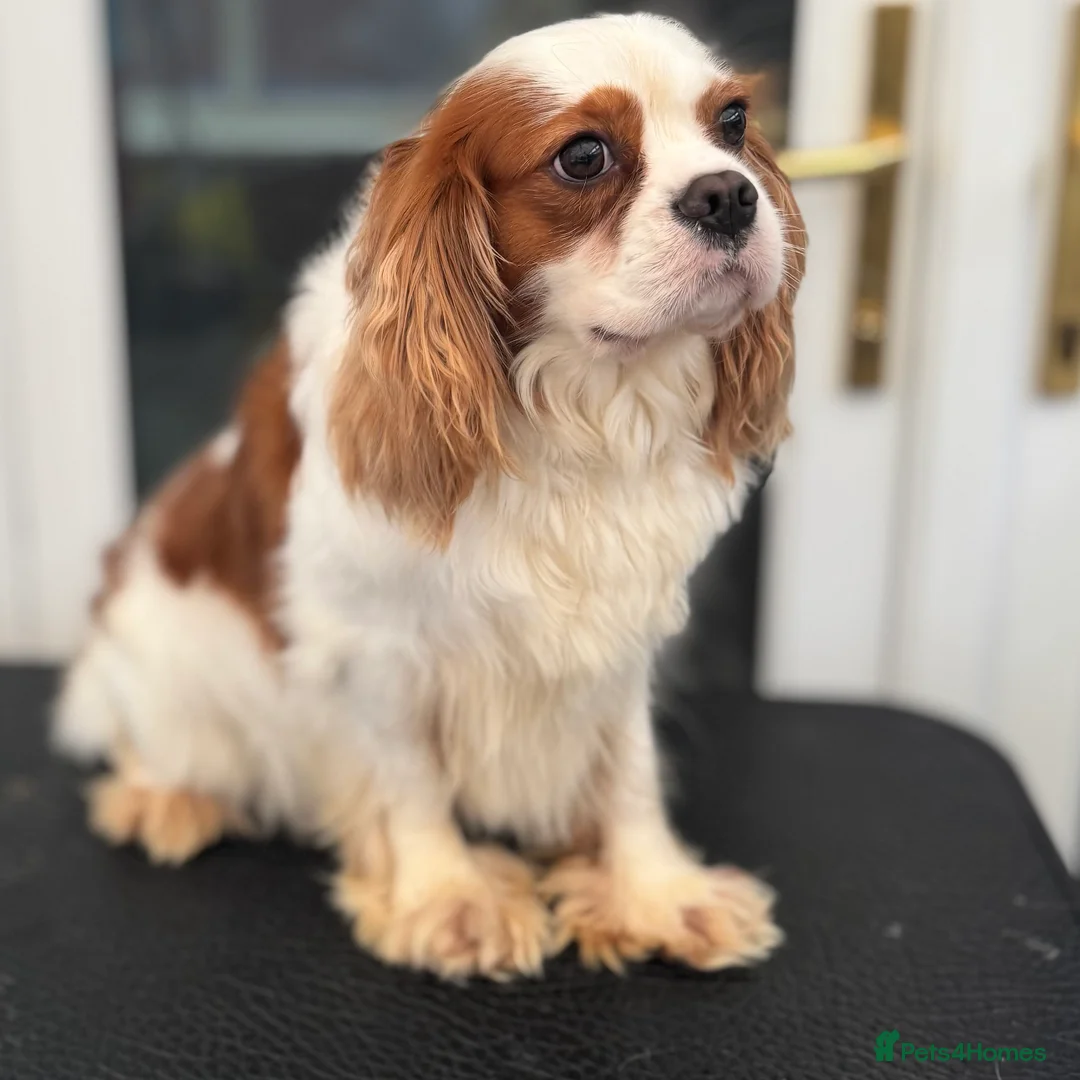Cavalier King Charles Spaniel dogs for stud: Proven stud KC cavalier King Charles  - Advert 1