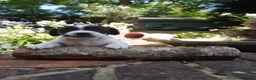 Jack Russell dogs for sale: Miniature Jack Russell Puppies  in Windlesham - Advert 4
