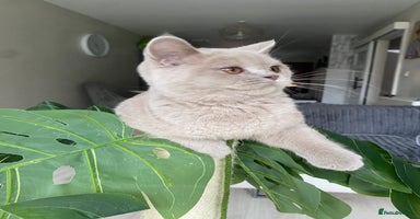 British Shorthair cats - Advert 15