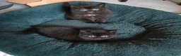 British Shorthair cats for sale: Beautiful BSH Boy! - Advert 5