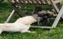 Maltipoo dogs for sale: Very Small Maltipoo Girl Puppy - Image 8