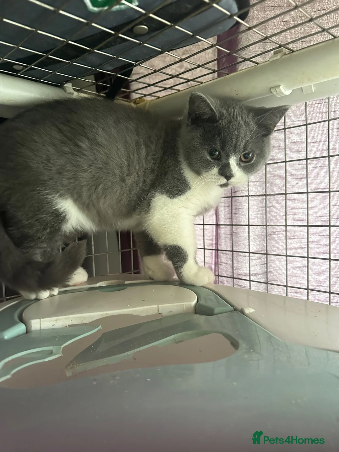 British Shorthair cats for sale: British shorthair kittens top pedigree reduced !  - Advert 13