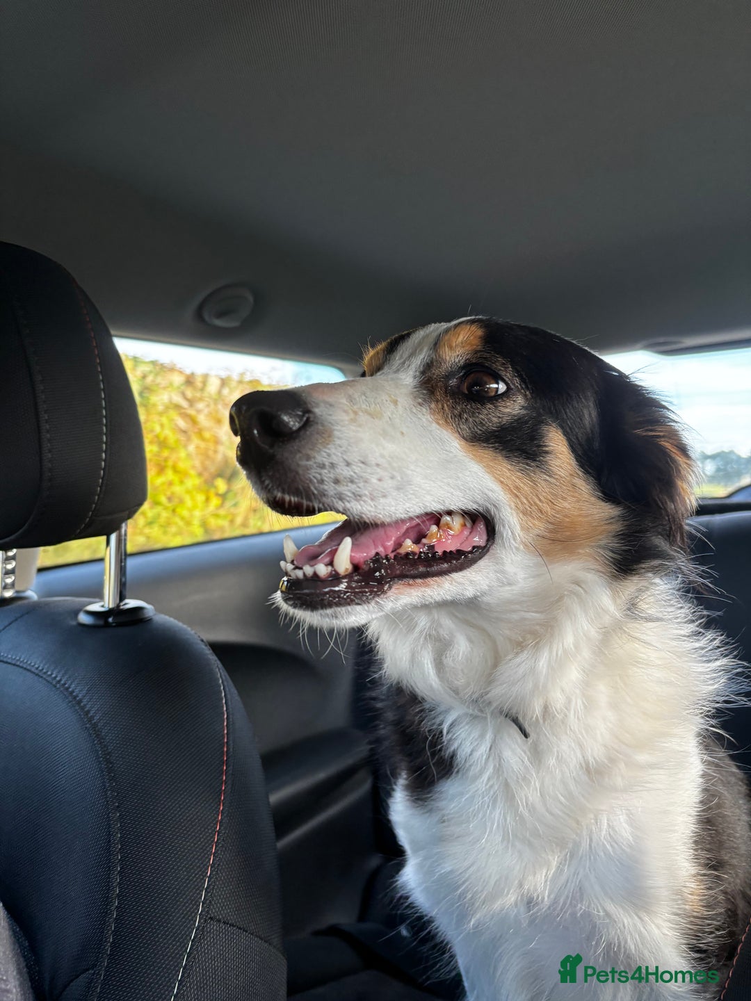 Border Collie dogs for sale: Border Collie Bitch Pups - Advert 12